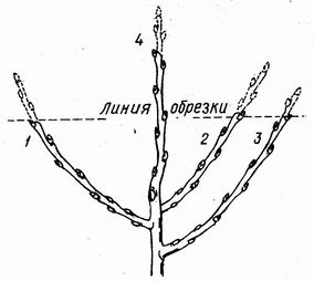 1-я обрезка