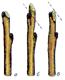 На почку 2